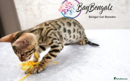 Bengal cats for sale: Champion line Superb Bengal Kittens  - Image 18