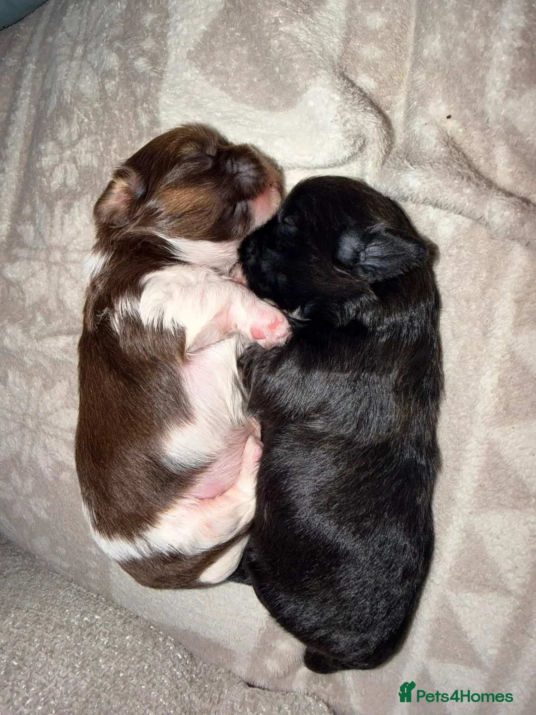 Shih Tzu dogs for sale: Stunning Shih Tzu puppies - Advert 2