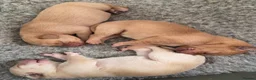 Labrador Retriever dogs for sale: Working Labrador puppies, Gun dog Mather  - Advert 12