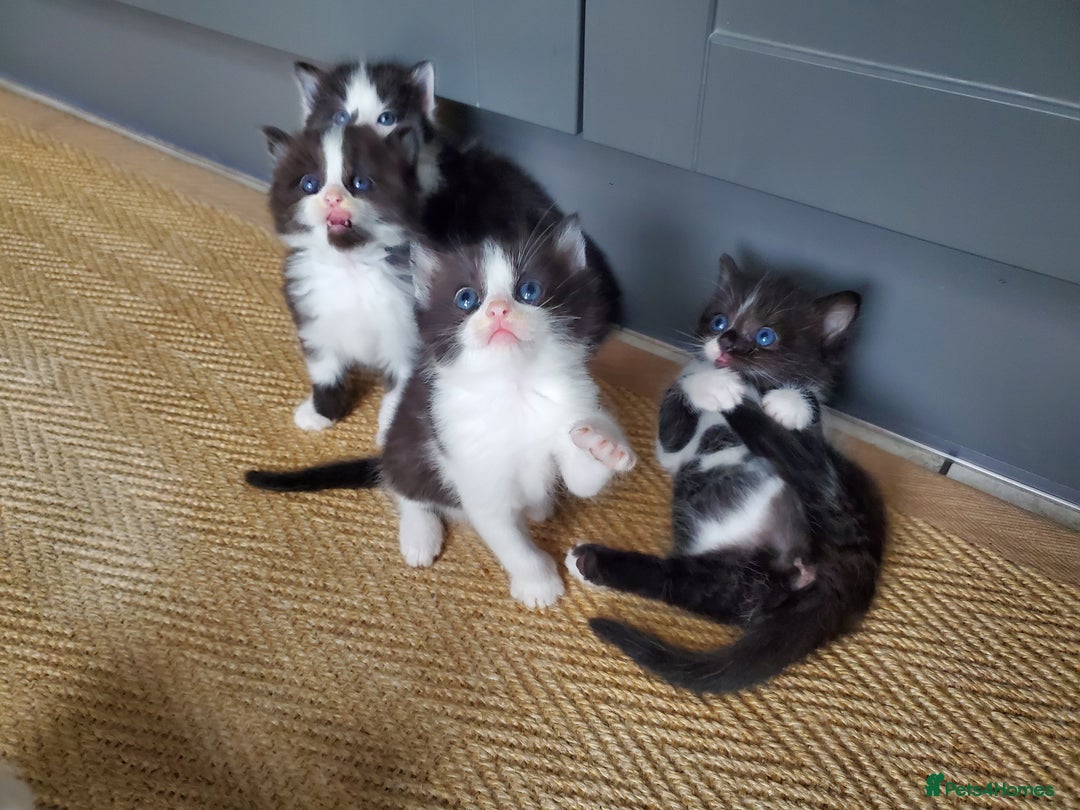 Mixed Breed cats for sale: Half pedigree kittens - Image 5
