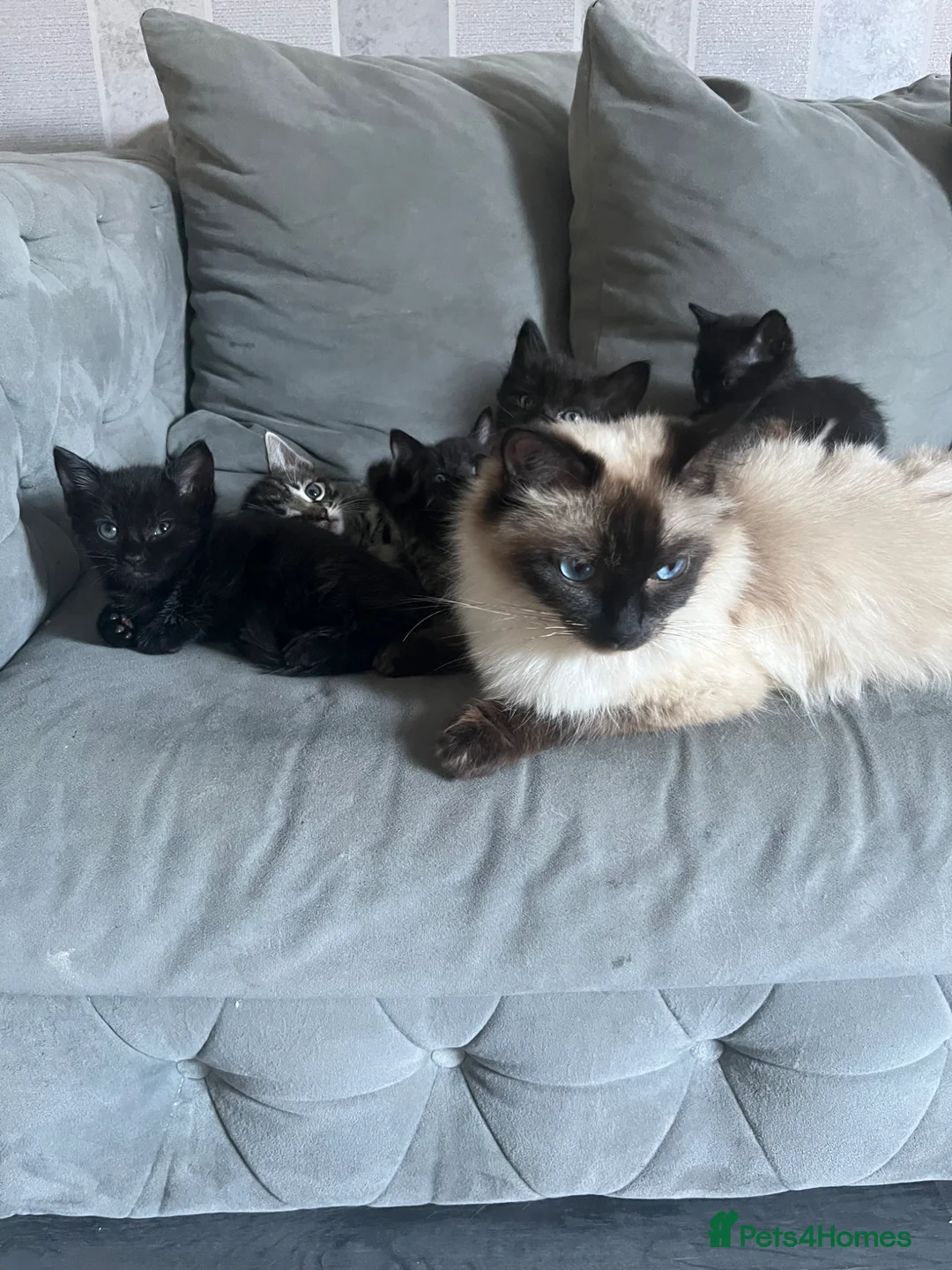 Ragdoll cats for sale: 7 stunning ragdoll x Maine coon kittens  - Advert 1