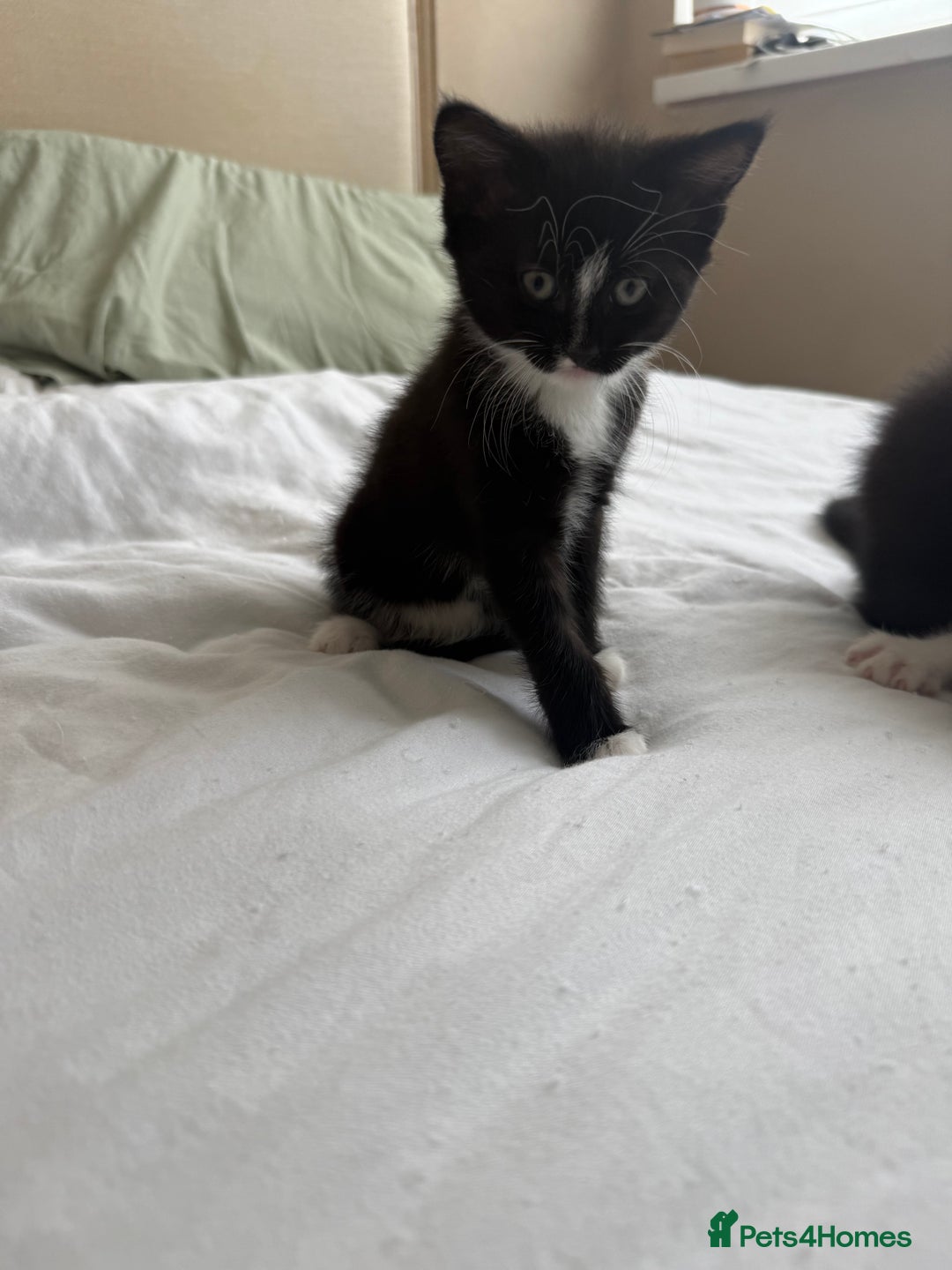 Domestic Shorthair cats for sale: 3 kittens looking for forever home - Image 5