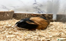 Guinea Pig rodents for sale: Multiple Baby Guinea Pigs For Sale 🥰💗 - Image 26