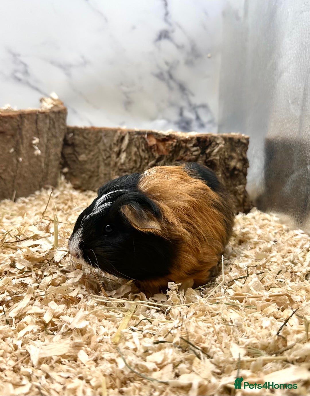 Guinea Pig rodents for sale: Multiple Baby Guinea Pigs For Sale 🥰💗 - Image 26