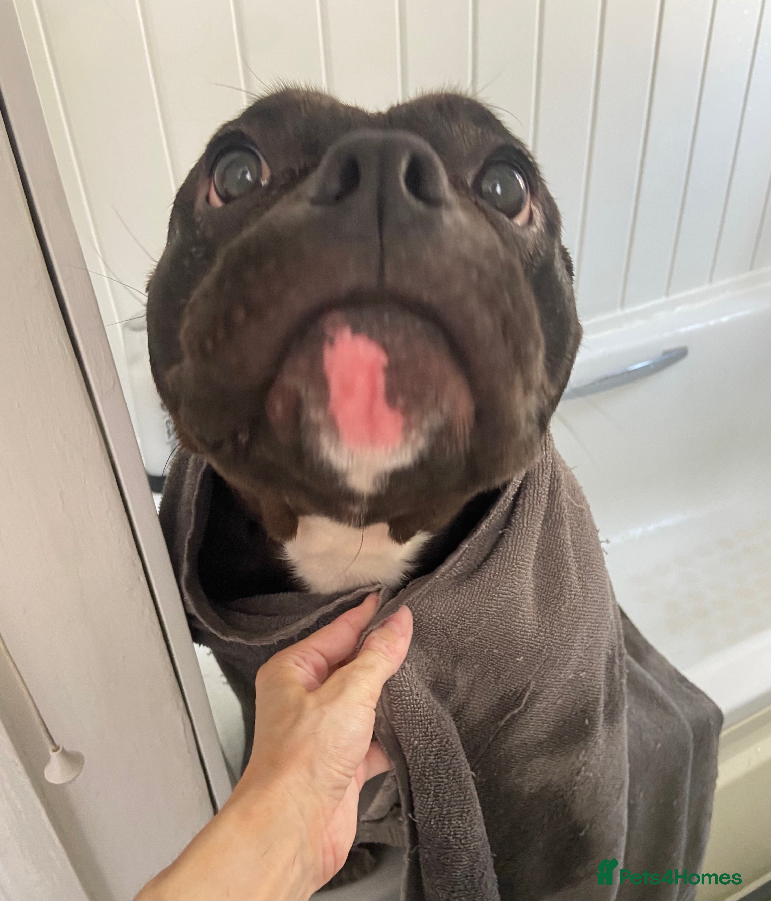 American Bully dogs Pocket bully - Advert 2