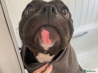 American Bully dogs Pocket bully - Advert 3