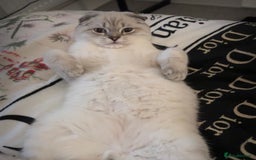 Scottish Fold cats for sale: Scottish fold mix British short hair male kitten  - Image 3