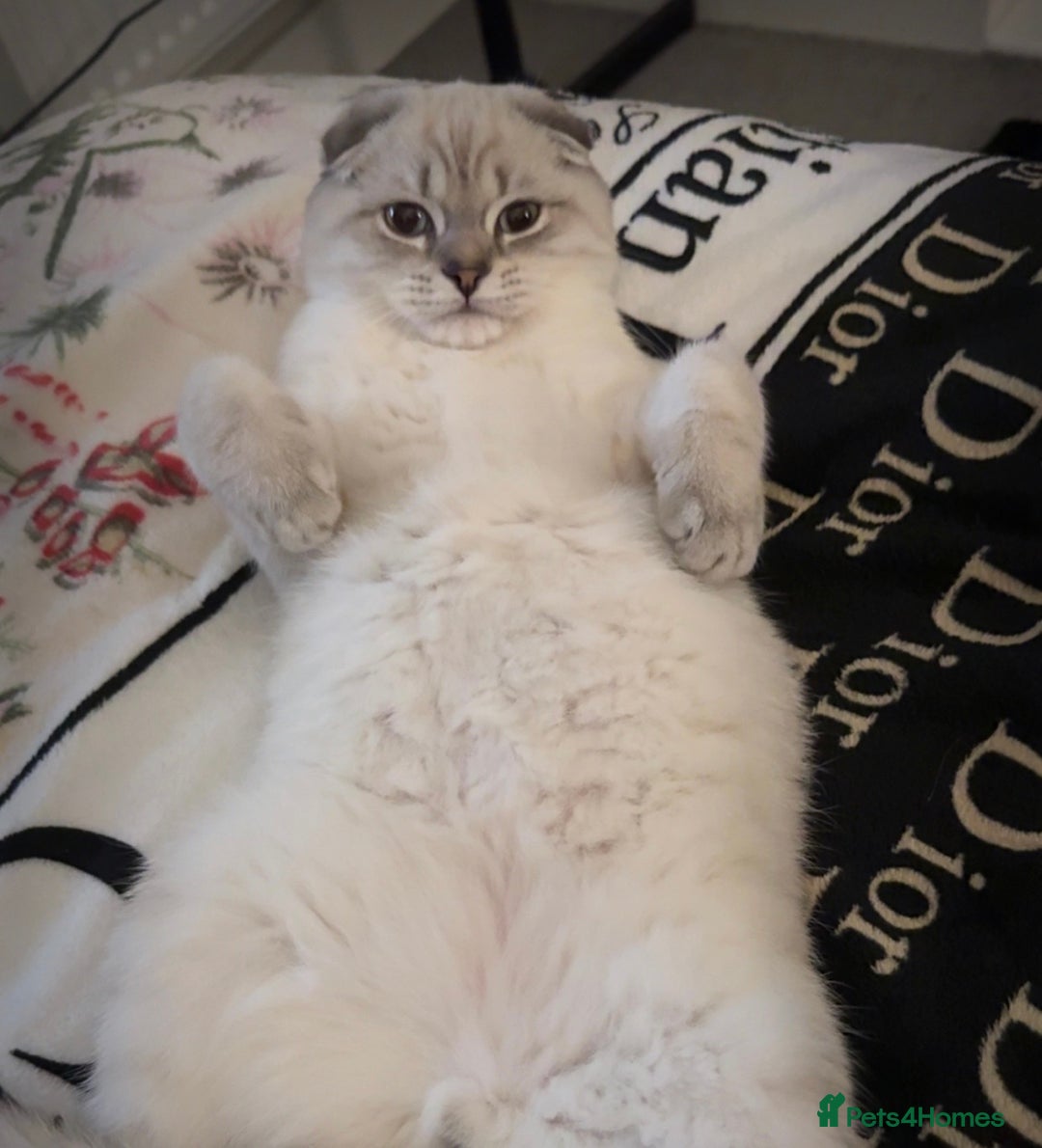 Scottish Fold cats for sale: Scottish fold mix British short hair male kitten  - Image 3