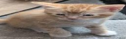 Mixed Breed cats for sale: Beautiful ginger kittens looking for loving homes  - Advert 6