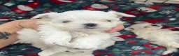 Maltese dogs for sale: Beautiful Maltese puppies home raised & socialised - Advert 19