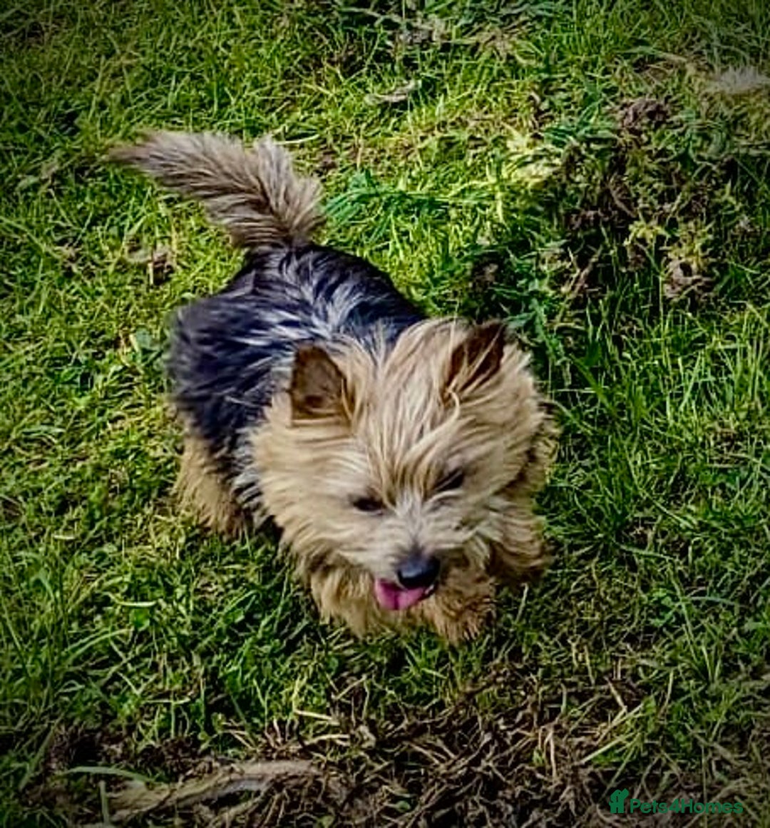 Norfolk Terrier dogs for stud: Norfolk Terrier dog for stud  - Advert 2