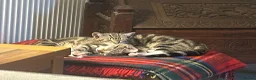 Mixed Breed cats for sale: Beautiful tabby girls  in Haltwhistle - Advert 8