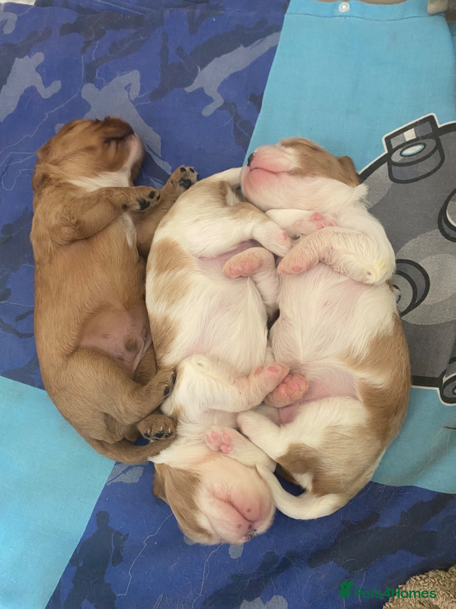 Cavalier King Charles Spaniel dogs Cavalier King Charles Spaniel - Advert 16