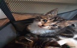 Mixed Breed cats for sale: 2 boys 2 girls kittens for sale. - Image 3
