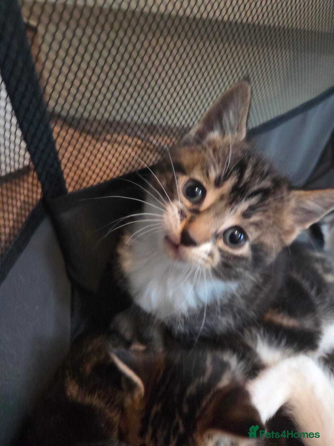 Mixed Breed cats for sale: 2 boys 2 girls kittens for sale. - Image 3