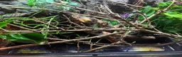 Frog reptiles for sale: 2 tree frogs + fully bioactive enclosure - Advert 4
