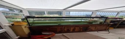 Turtle reptiles for sale: Missisipi map turtle  in Ledbury - Advert 3