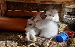 Mixed Breed rabbits for sale: All Female Gorgeous Lionhead/Lop/English rabbits. in Pewsey - Image 11