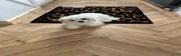 Cavachon dogs for sale: White cavachon boy puppy - Advert 3