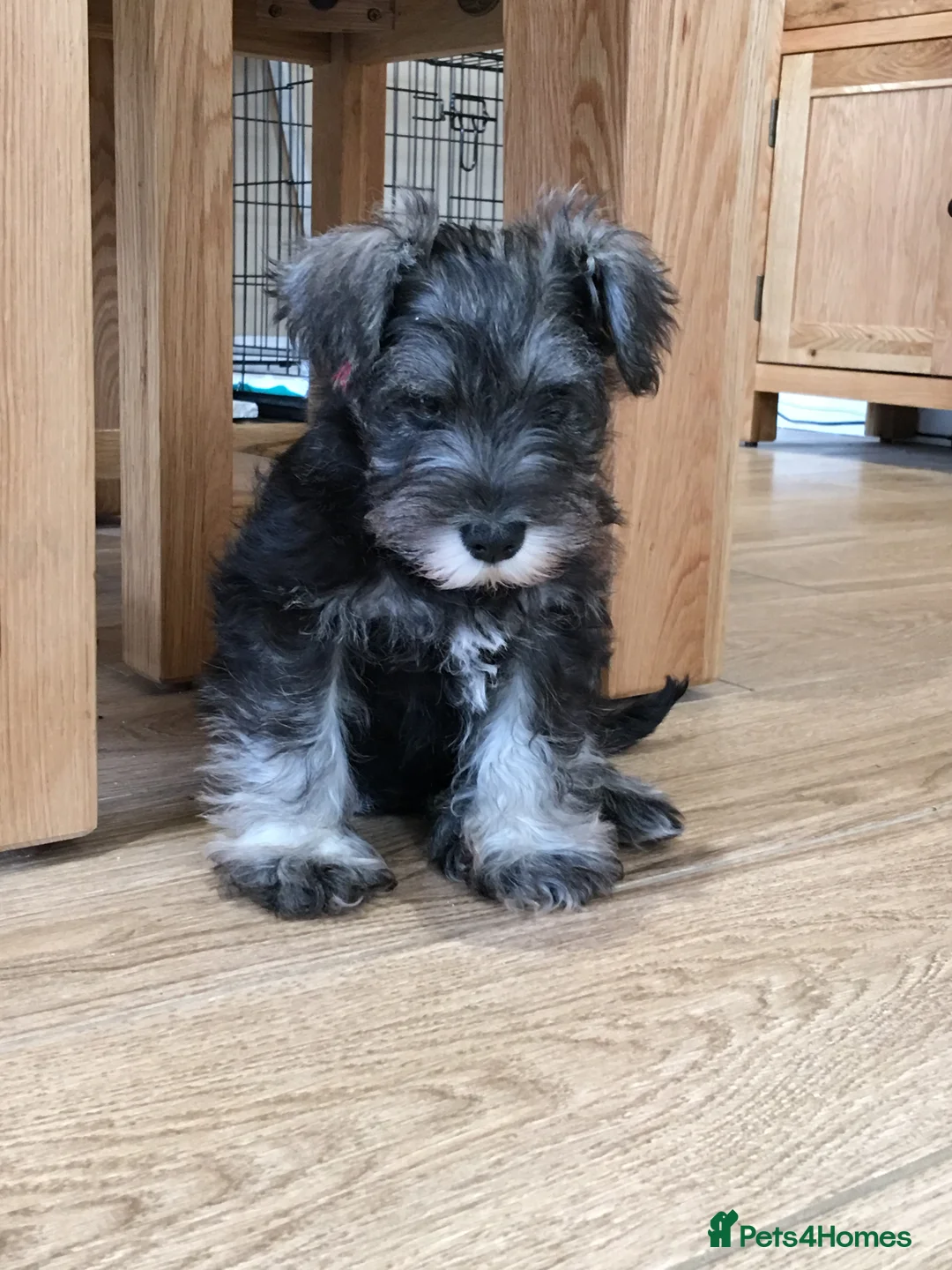Miniature Schnauzer dogs for stud: Miniature Schnauzer for Stud in Liverpool - Advert 5