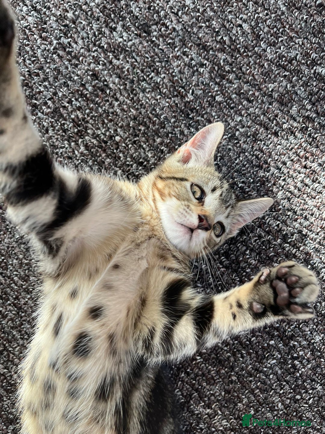 Domestic Shorthair cats for sale: Beautiful Domestic Shorthair kitten - Image 3
