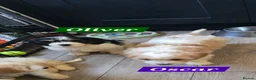 Cavachon dogs for sale: Gorgeous Cavachon puppies - Advert 10