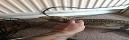 Mixed Breed reptiles for sale: Reptiles for sale mix of different ones  - Advert 5