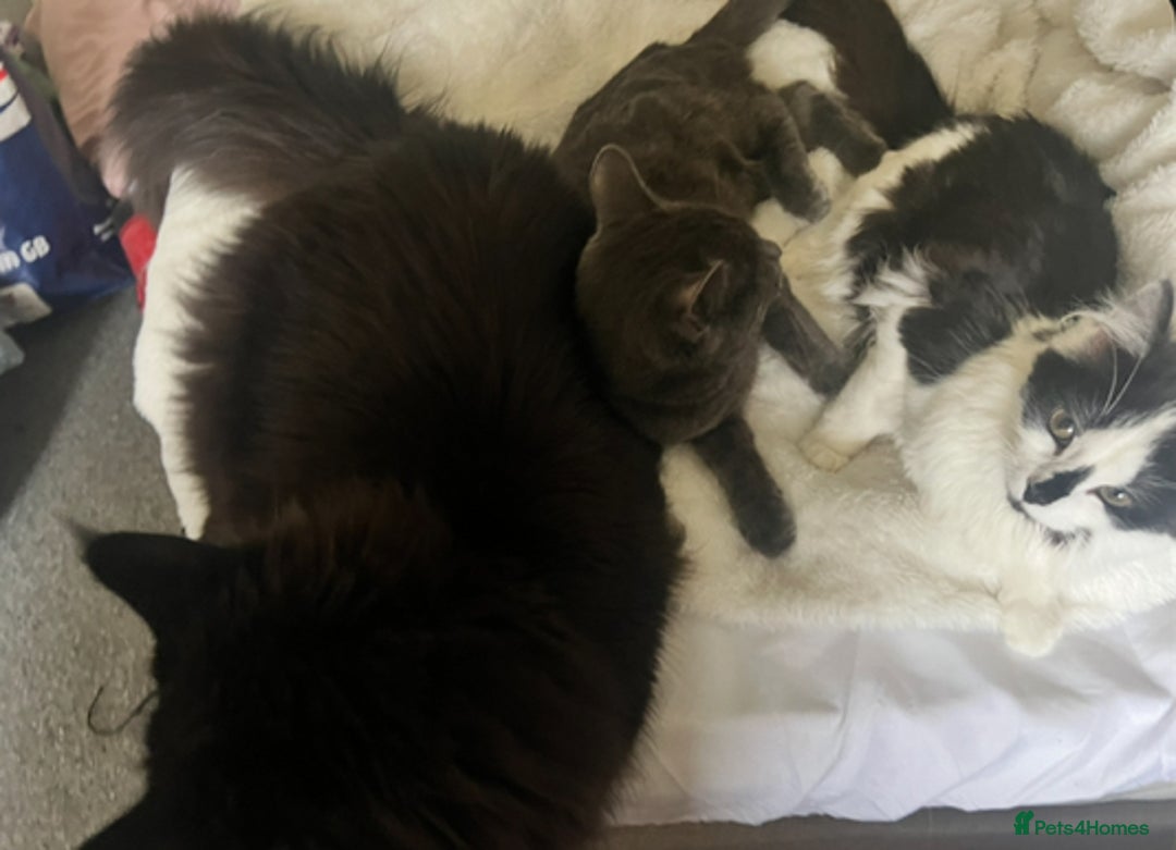 Russian Blue cats for sale: Merlin and angel - Image 2
