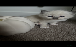 Ragdoll cats for sale: Beautiful Ragdoll kittens - Image 3