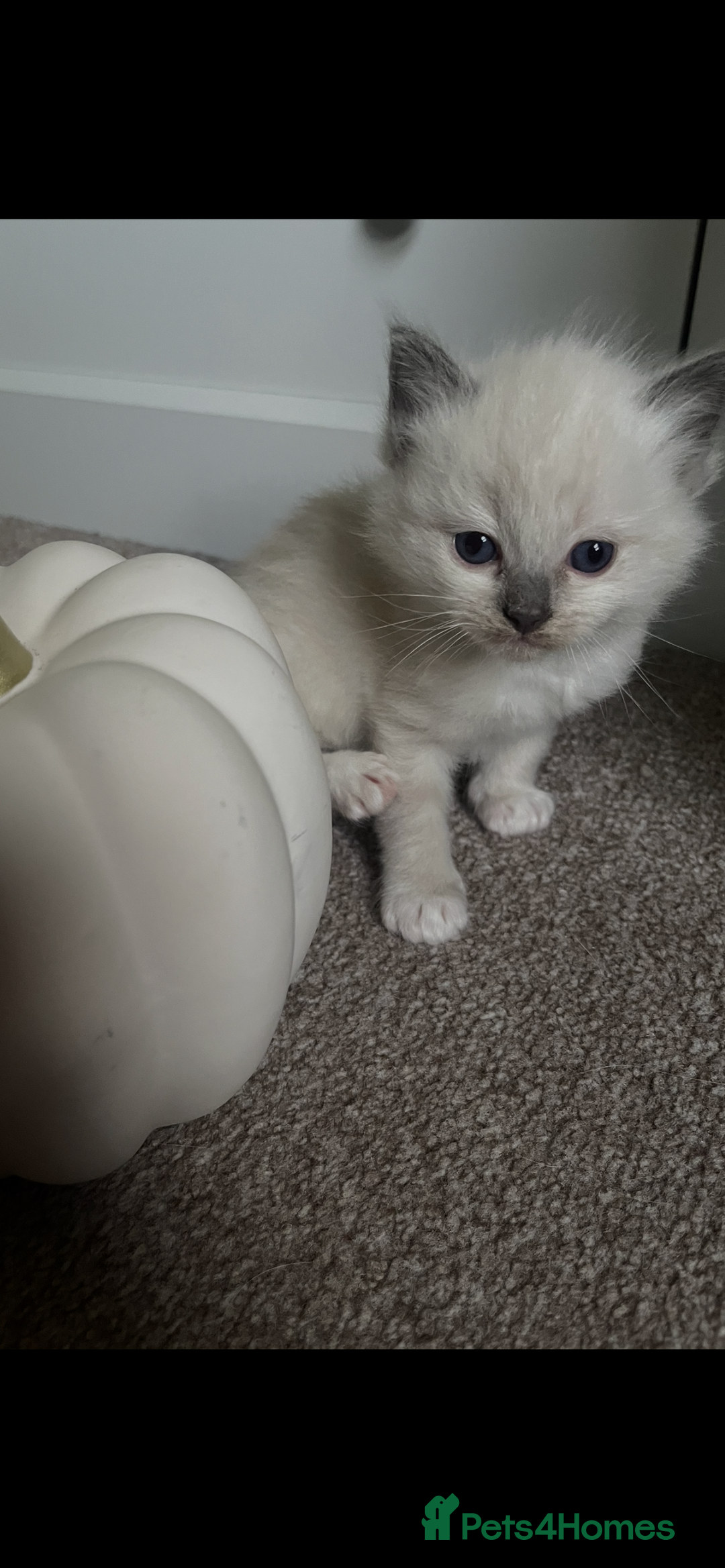 Ragdoll cats for sale: Beautiful Ragdoll kittens - Image 3
