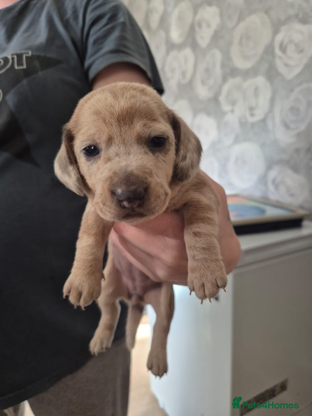 Dachshund dogs for sale: Dachounds - Image 14