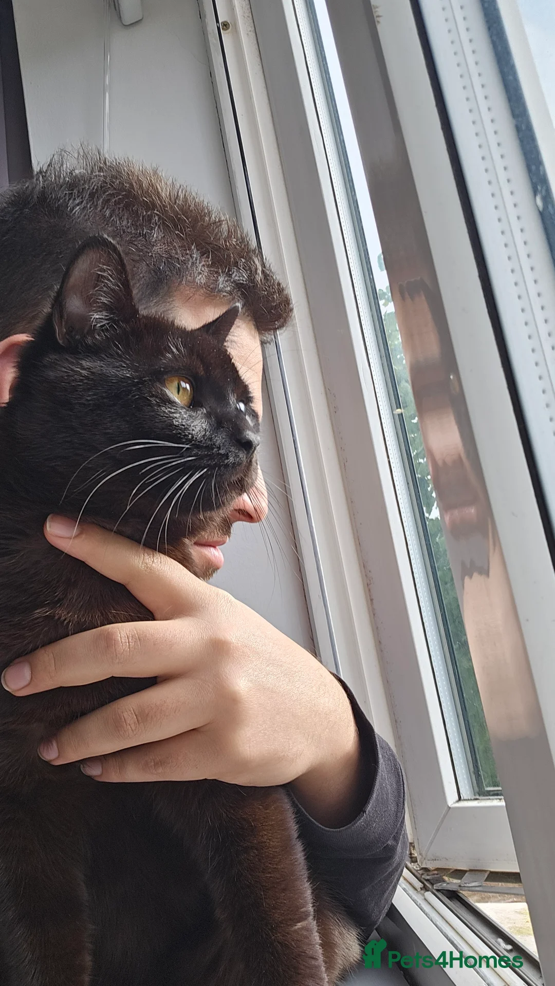 Mixed Breed cats for sale: 1 Year 9 Month Old Male Cat, Loving Home Needed - Advert 3