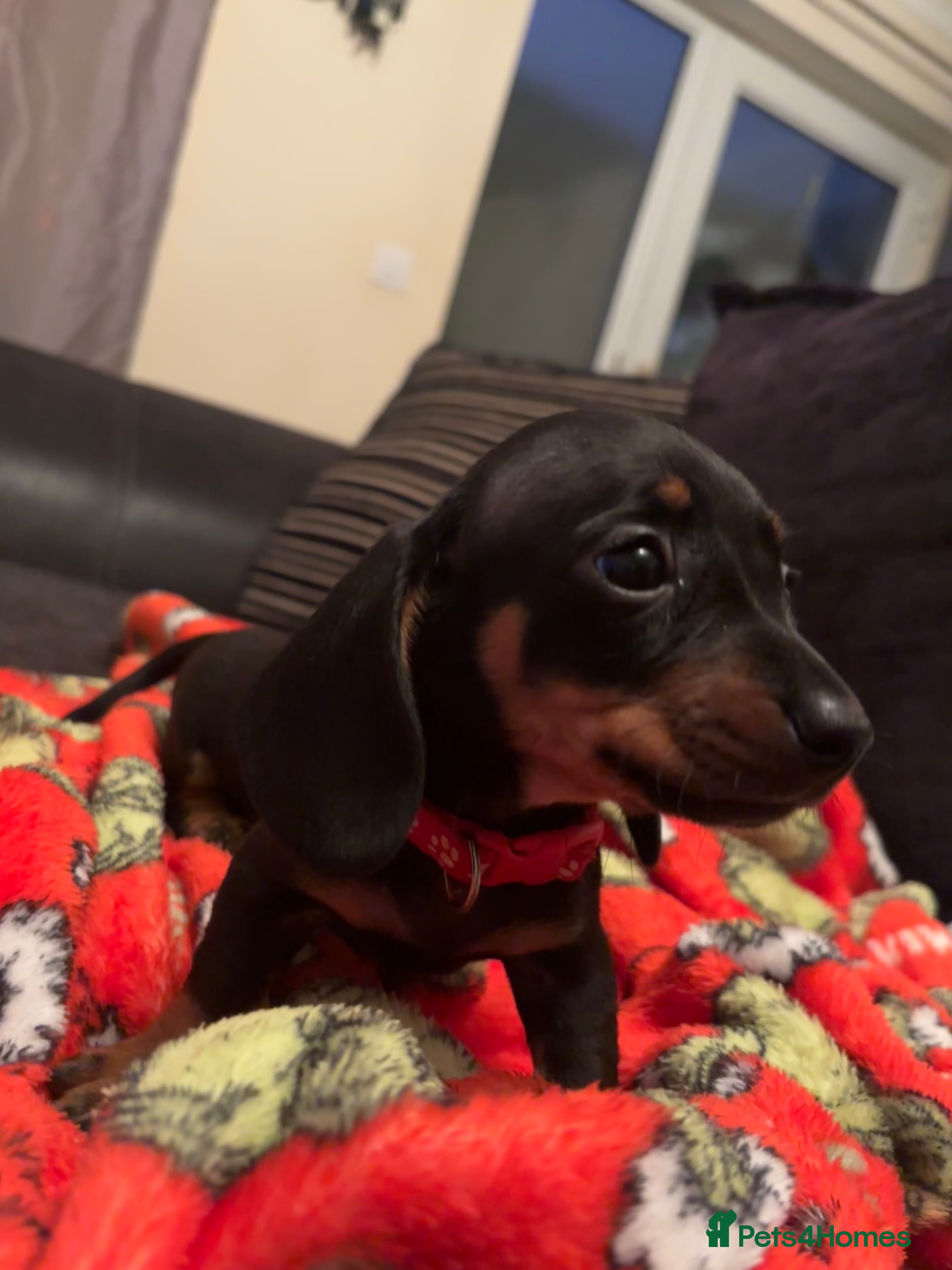 Dachshund dogs Dachshund male pup - ready now! - Advert 10