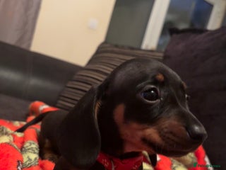 Dachshund dogs Dachshund puppies ready this week! - Advert 10