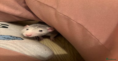 Rat rodents - Advert 12