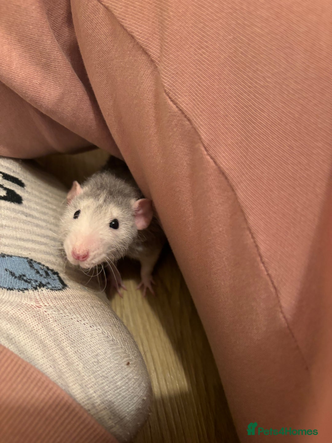 Rat rodents for sale: 3 male rats and massive amount of accessories  - Image 2