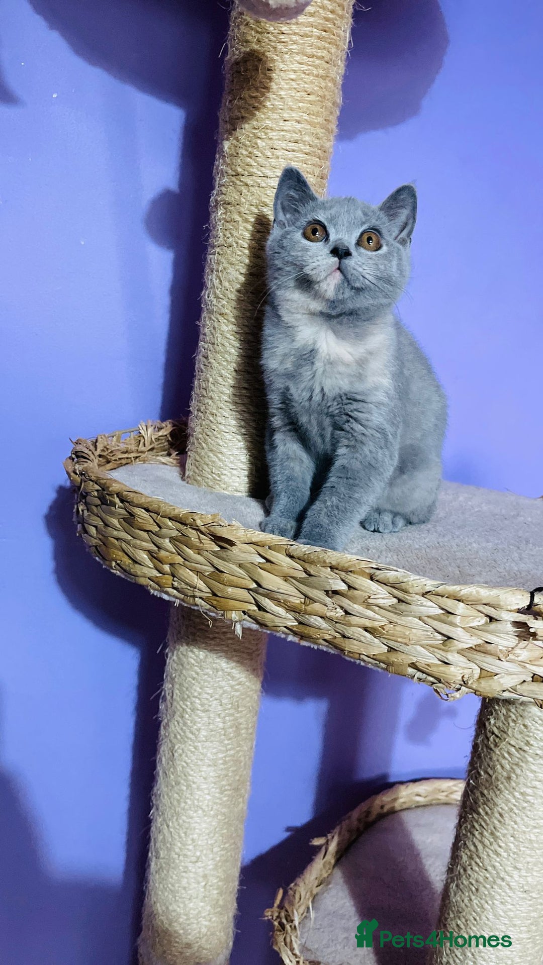 Scottish Fold cats for sale: Beautiful litter of Scottish fold  😍 - Advert 15