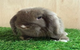 Mini Lop rabbits for sale: Vaccinated Min Lops-please read advert. - Image 8