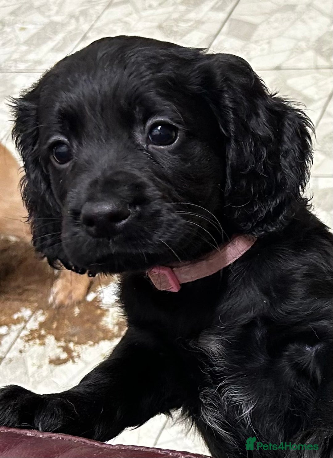 Cocker Spaniel dogs for sale: ✨ Cuddles Await from our Cocker Spaniel Pups  - Advert 23