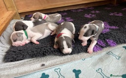 Whippet dogs for sale: Beautifully bred KC whippet pups - Image 5