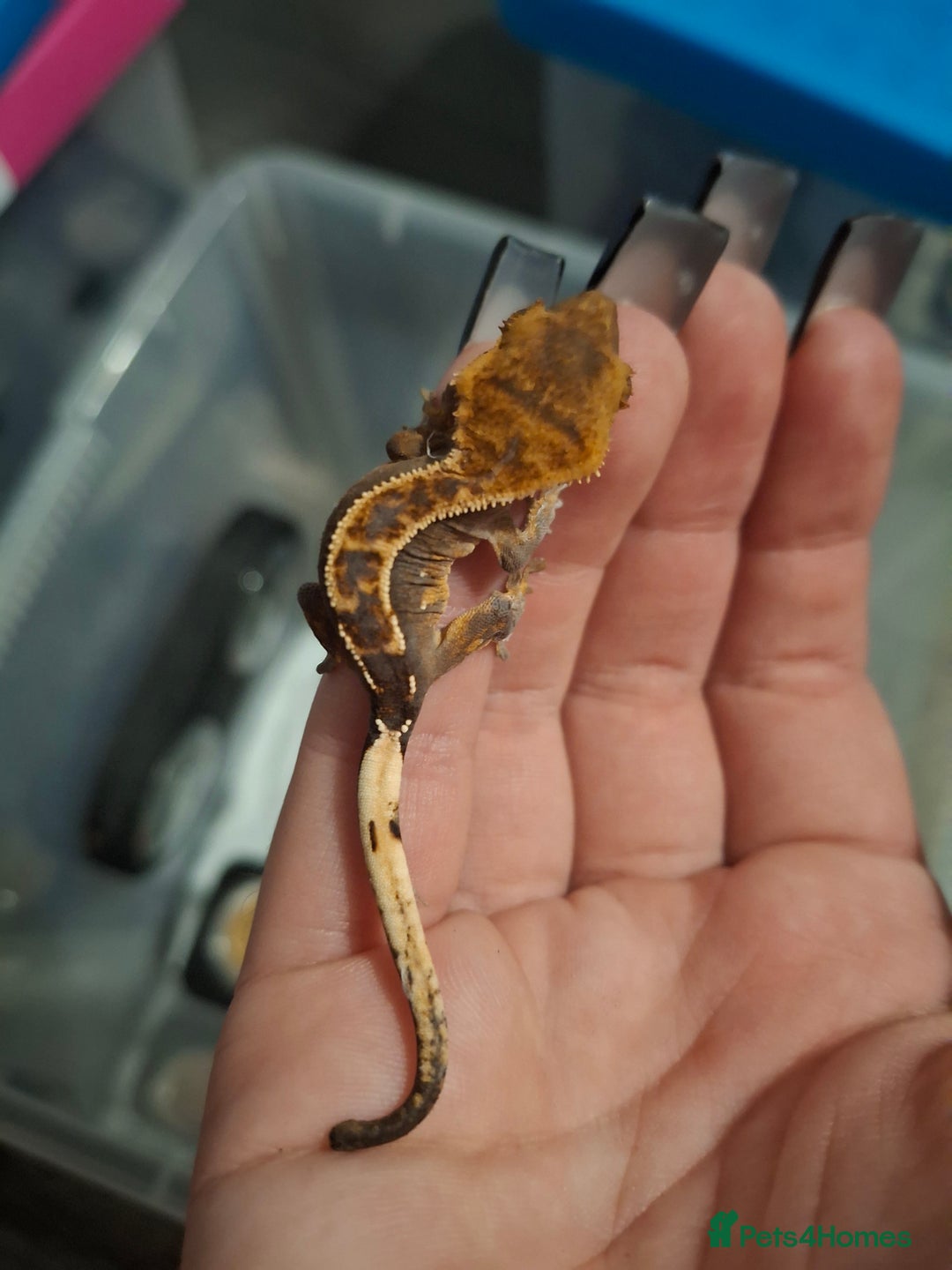 Gecko reptiles for sale: Baby crested geckos  in Doncaster - Image 4