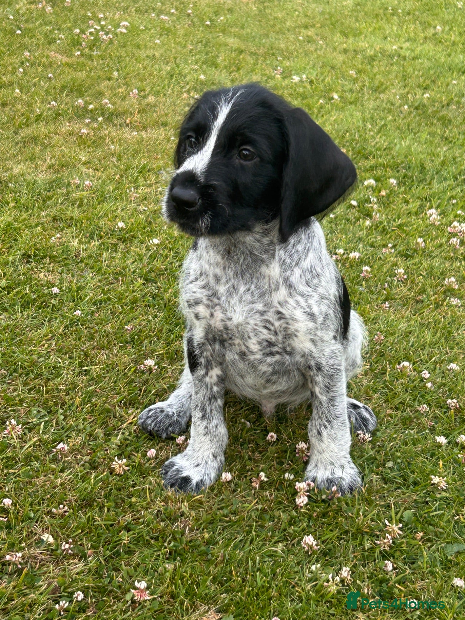 German Wirehaired Pointer dogs German Wirehaired Pointer Puppies - Advert 2