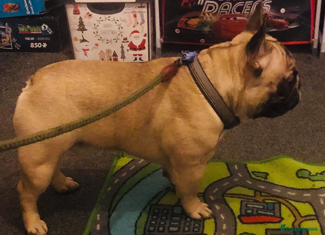 French Bulldog dogs for stud: Henri show winning red fawn stud  - Advert 27