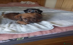 Mixed Breed dogs for sale: 💞 Beautiful Yorkie Russel Puppies 💞 - Image 7