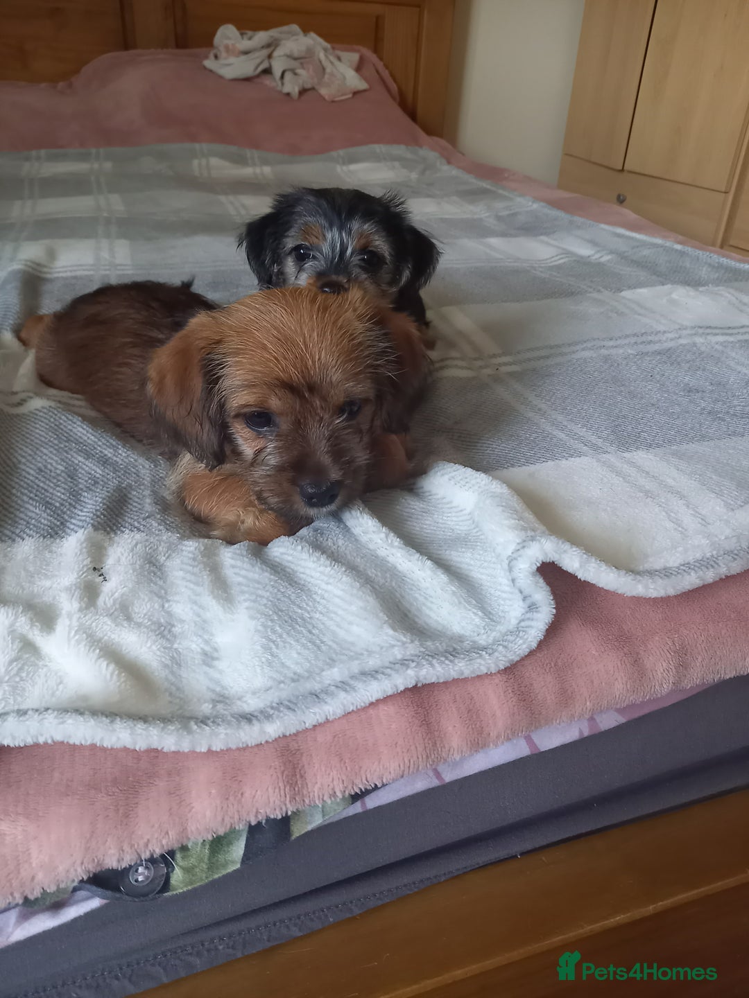 Mixed Breed dogs for sale: 💞 Beautiful Yorkie Russel Puppies 💞 - Image 7