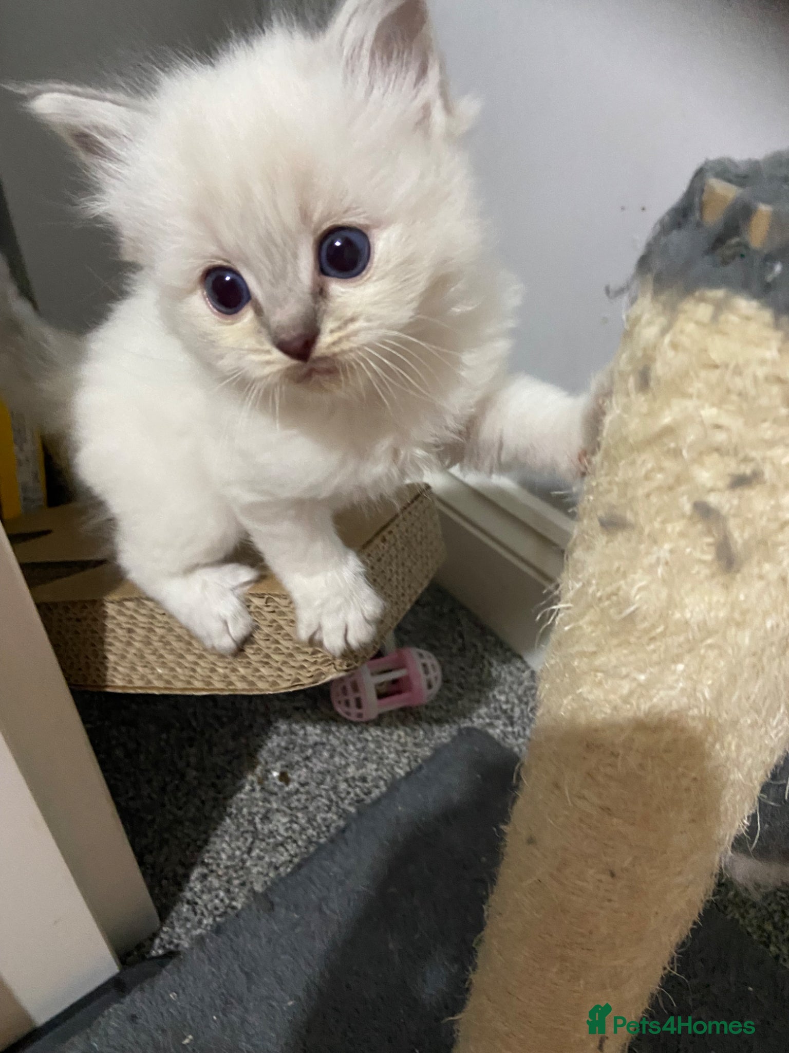 Ragdoll cats Adorable Lilac point Ragdoll kittens - Advert 5
