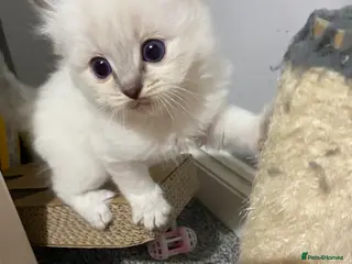 Ragdoll cats Adorable Lilac point Ragdoll kittens - Advert 5