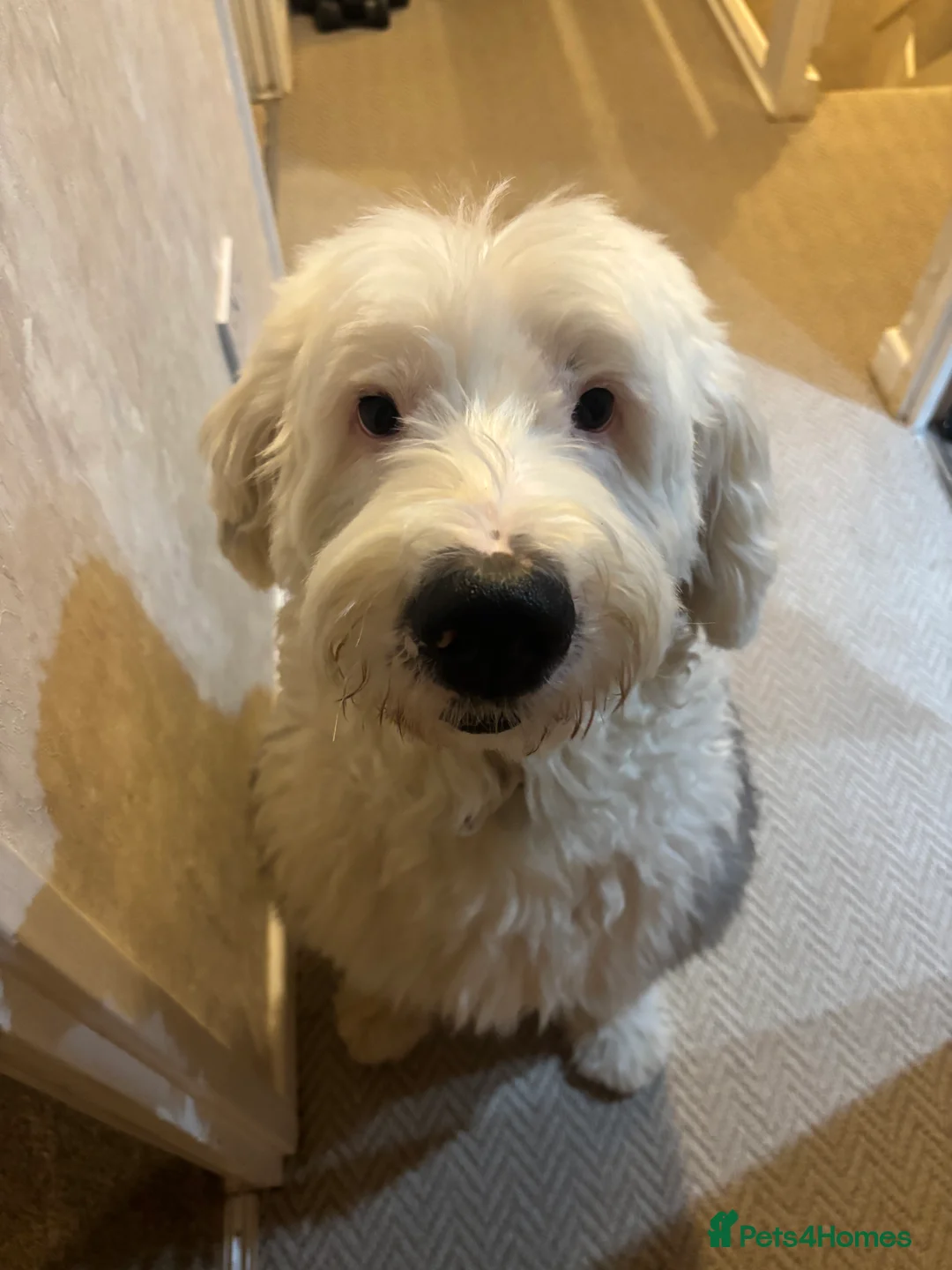 Mixed Breed dogs for sale: Baxter - Old English Sheepdog/Springer Spaniel  - Advert 1