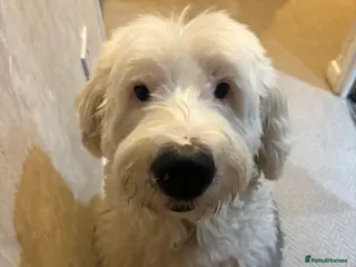 Mixed Breed dogs Baxter - Old English Sheepdog/Springer Spaniel - Advert 18