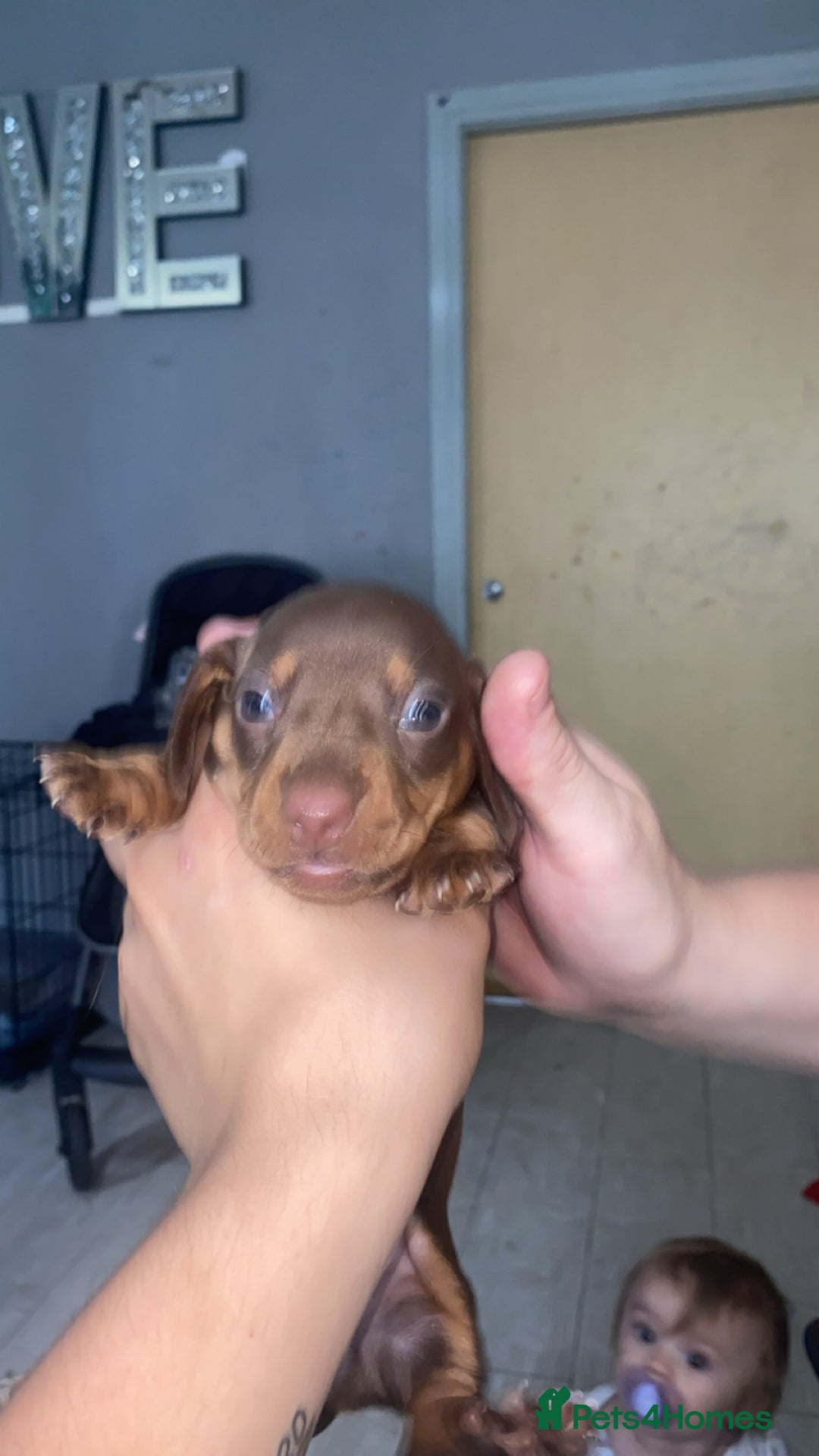 Miniature Dachshund dogs for sale: 2 miniature dachound for sale white/brown  - Image 5